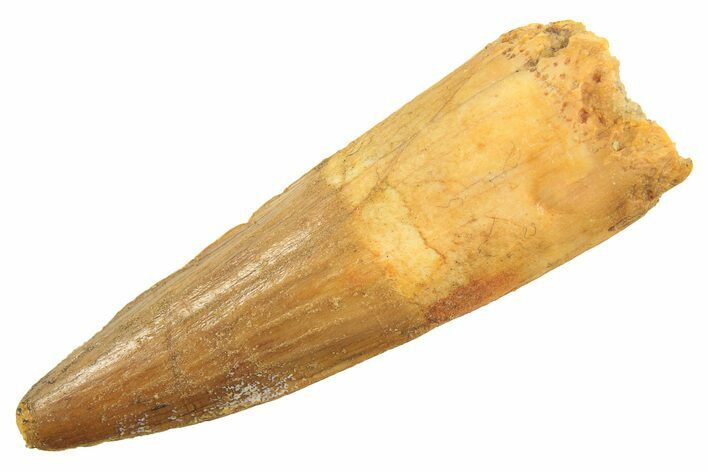 Fossil Spinosaurus Tooth - Real Dinosaur Tooth #297337